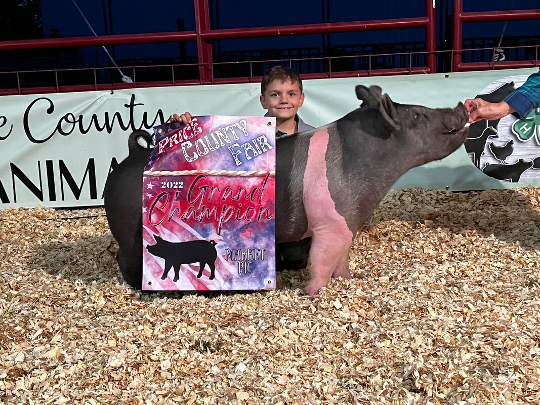 Swine Exhibitor at the Fair